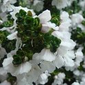 Prostanthera cuneata fleur P19